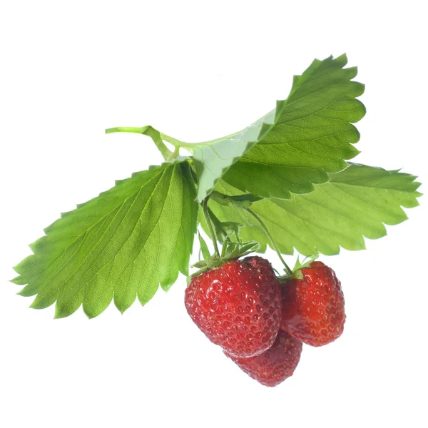草莓,叶子在白色上隔离 — 图库照片