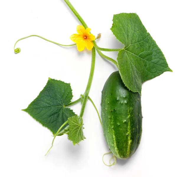 Green cucumber with leaves and flower isolated on white — Stock Photo, Image