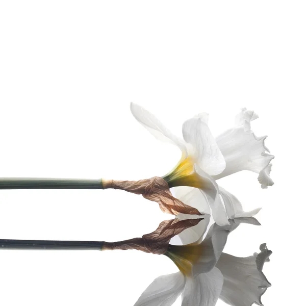 White narcissus isolated on white background — Stock Photo, Image