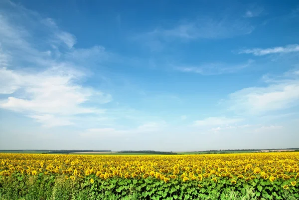Slunečnicová pole nad modrá obloha — Stock fotografie