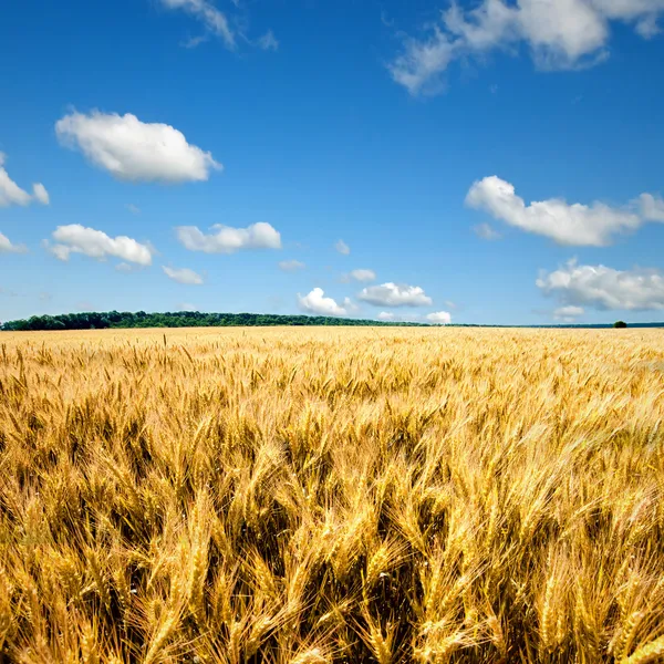 Campo de trigo amarillo contra cielo azul y nubes — Foto de Stock