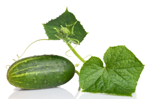 Yeşil salatalık üzerinde beyaz izole yaprakları ile — Stok fotoğraf