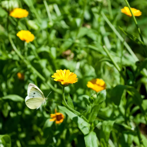 Blumen mit fliegendem Schmetterling — Stockfoto