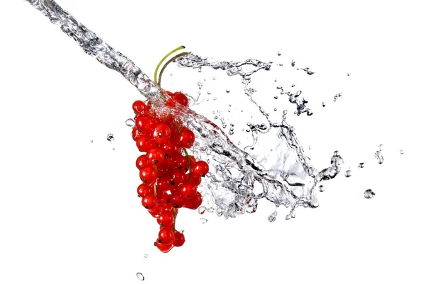 Rote Johannisbeere und Wassertropfen isoliert auf weiß — Stockfoto