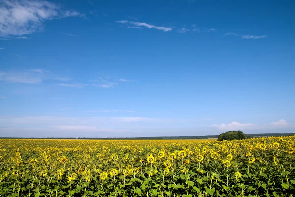 Zonnebloem veld over blauwe hemel — Stockfoto