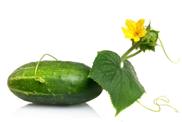 Groene komkommer met bladeren en bloem geïsoleerd op wit — Stockfoto