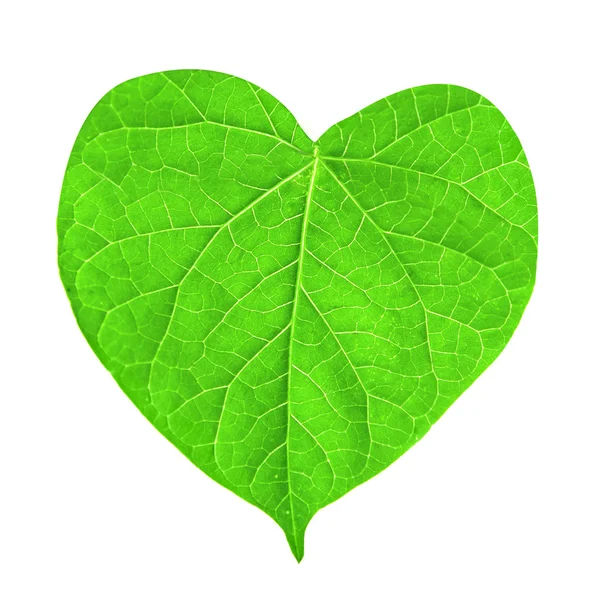Zielony liść w kształcie serca, na białym tle — Zdjęcie stockowe