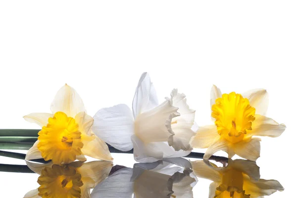Narciso bianco e giallo isolato su sfondo bianco — Foto Stock