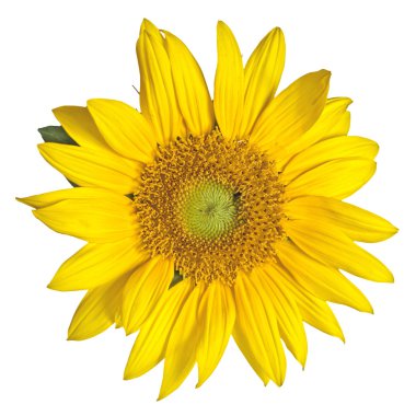 Sunflower isolated on white clipart