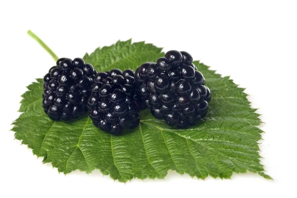 Blackberry on green leaf isolated on white — Stock Photo, Image