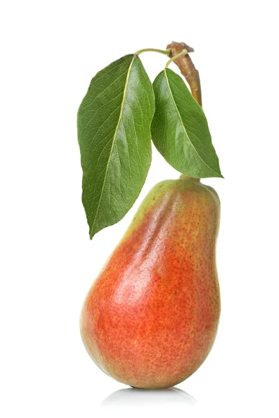 红梨叶上白色隔离 — 图库照片