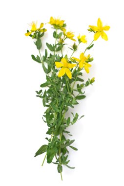 st johns wort izole üzerine beyaz