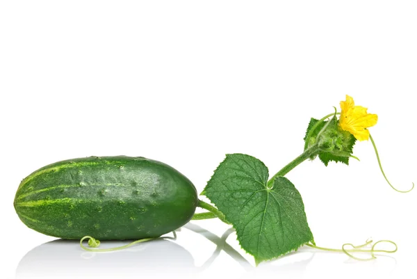 Green cucumber with leaves and flower isolated on white — Stock Photo, Image