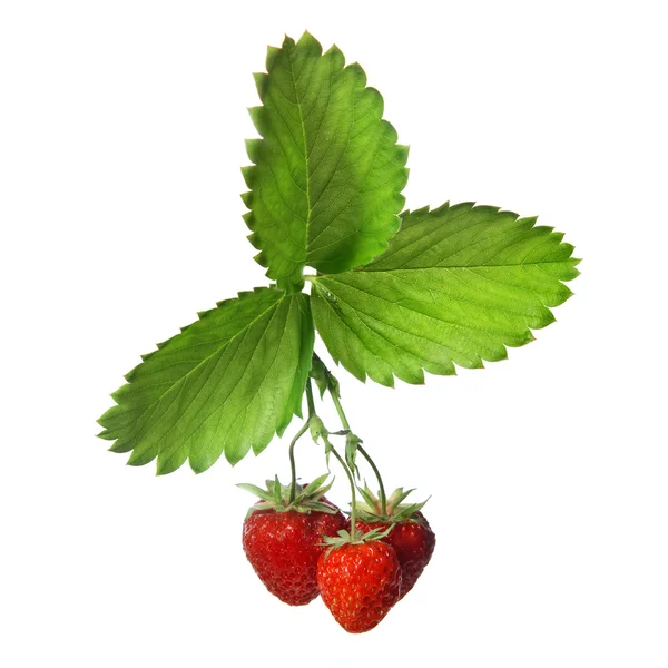 Strawberry with leaves isolated on white — Stock Photo, Image