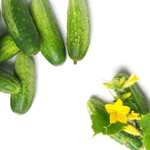 Green cucumbers with leaves and flower isolated on white — Stock Photo, Image