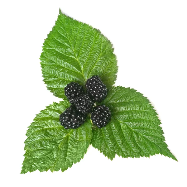 BlackBerry op groene blad geïsoleerd op wit — Stockfoto