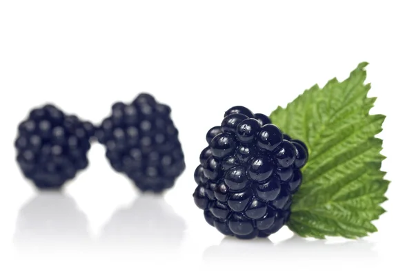 BlackBerry z zielonych liści na białym tle — Zdjęcie stockowe