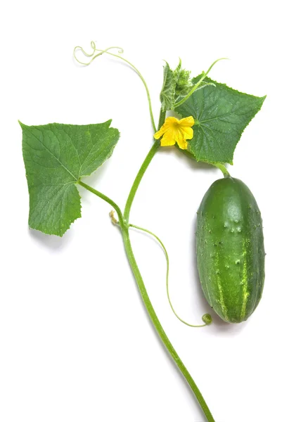 Yaprak ve çiçek üzerinde beyaz izole ile yeşil salatalık — Stok fotoğraf