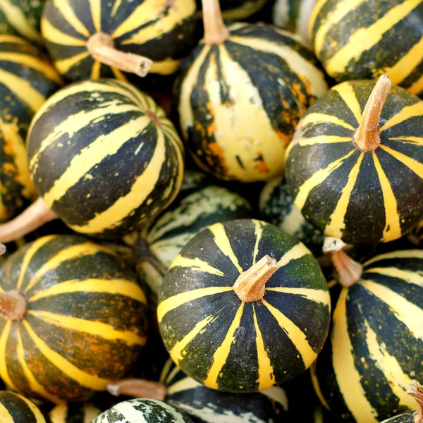 Background from small pumpkins — Stock Photo, Image