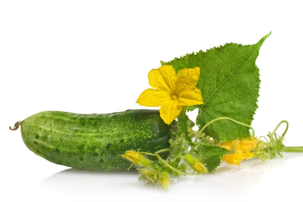 Groene komkommer met bladeren en bloem geïsoleerd op wit — Stockfoto