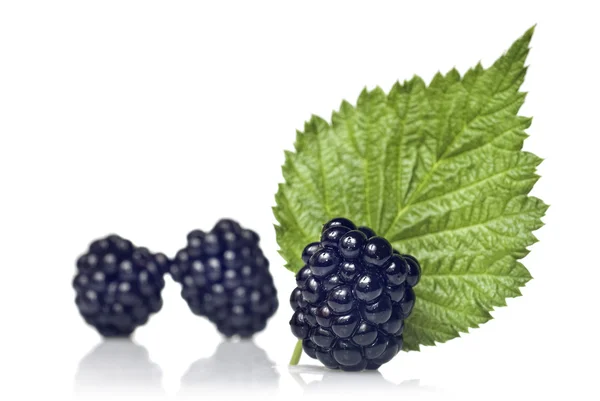 BlackBerry z zielonych liści na białym tle — Zdjęcie stockowe