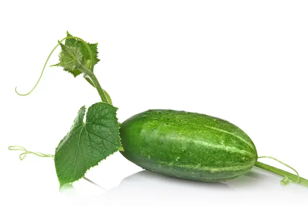 Groene komkommer met bladeren geïsoleerd op wit — Stockfoto