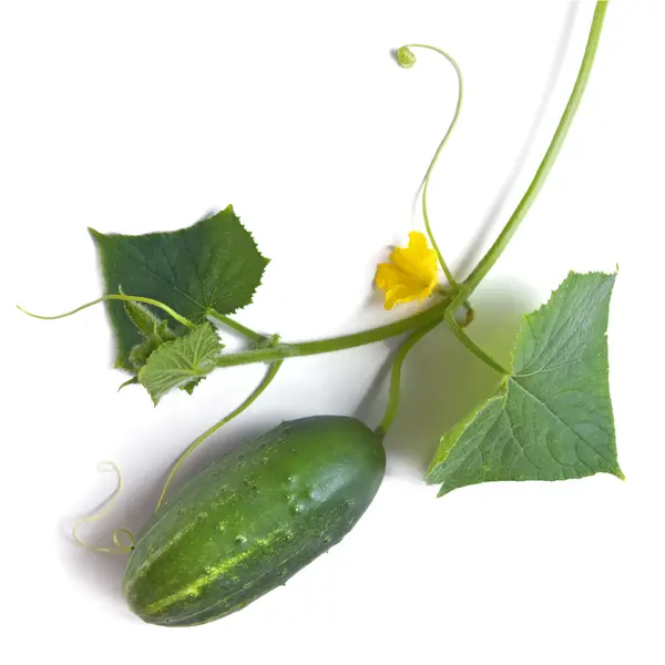 Pepino verde com folhas e flores isoladas em branco — Fotografia de Stock
