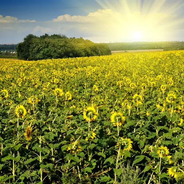 Zonnebloem veld over blauwe hemel met zon — Stockfoto