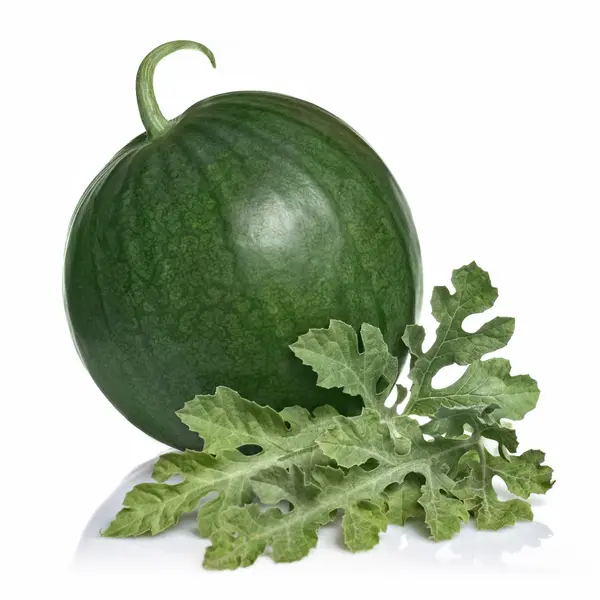 Wassermelone mit Blättern isoliert auf weiß — Stockfoto