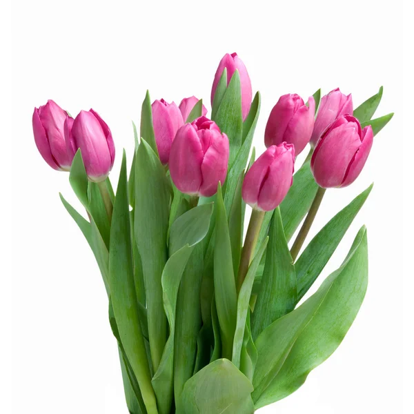 Close-up różowe tulipany izolowane na białym — Zdjęcie stockowe
