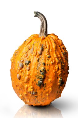 Pumpkin isolated on white clipart