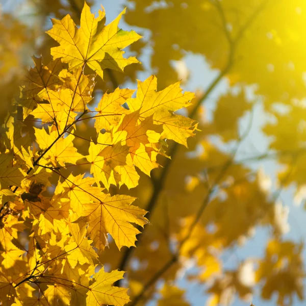 黄色の秋を葉します。 — ストック写真