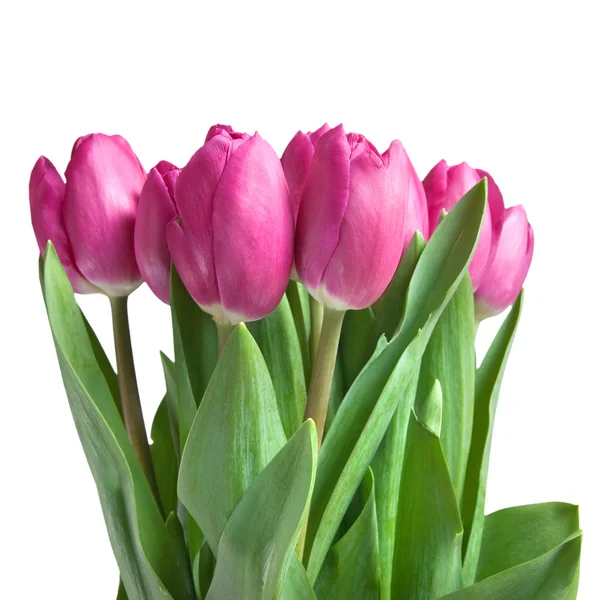 Gros plan tulipes roses isolées sur blanc — Photo