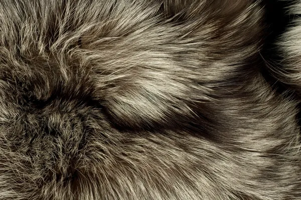 Fondo - hermosa piel de zorro polar — Foto de Stock