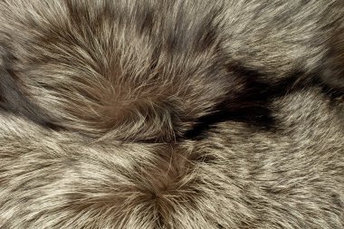 Fox fur. Useful as background clipart