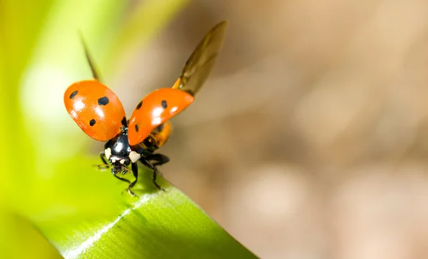 Ladybird yeşil çimenlerin üzerinde closeup — Stok fotoğraf