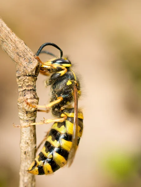 Macro, large wasp on thin branch — Stock Photo, Image