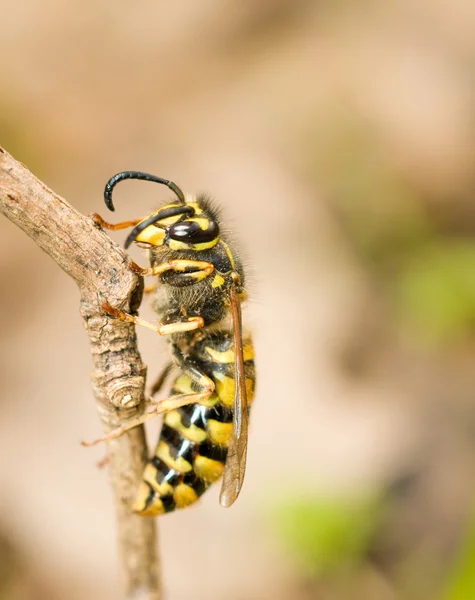 Macro. Side of wasp on branch — Stock Photo, Image