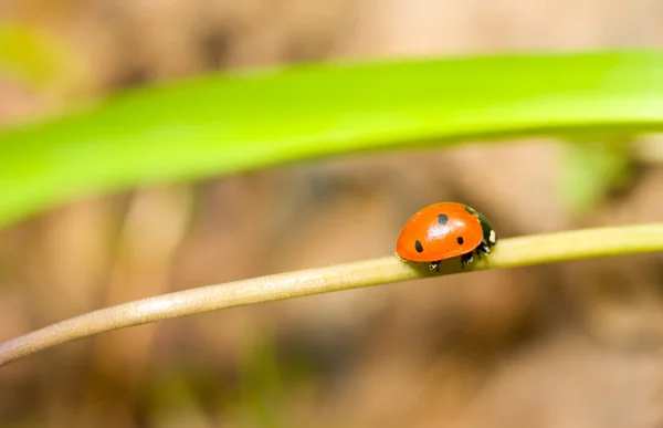 Bir yolda. ladybird bahar closeup — Stok fotoğraf