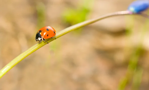 Passing by. Ladybird on snowdrop — Stock Photo, Image