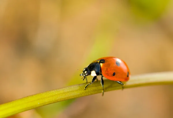 Spring comes. Closeup of ladybird — Stok fotoğraf