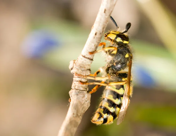 Spring Macro - wasp on thin branch — Stockfoto