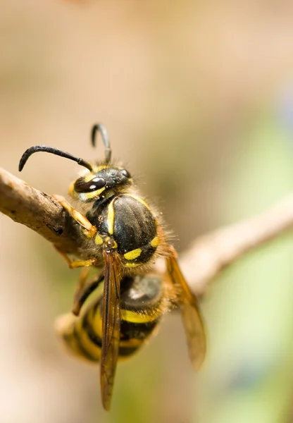Spring. Closeup of Wasp — Stockfoto
