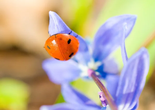 Ters. ladybird kardelen üzerinde closeup — Stok fotoğraf