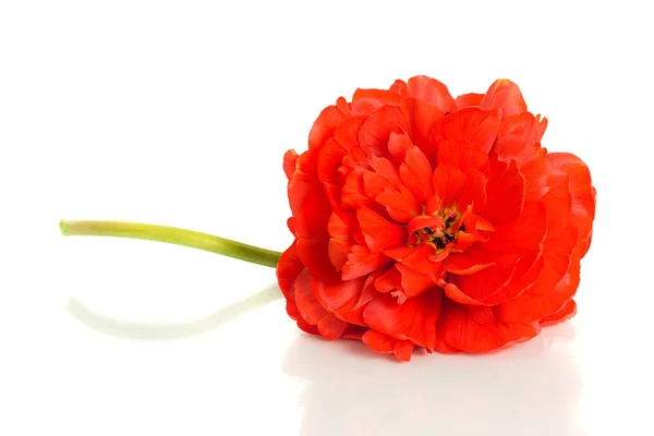 Червоний тюльпан ізольований на білому — стокове фото