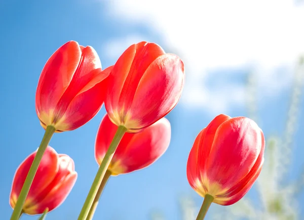 Tulipanes rojos y cielo azul — Foto de Stock
