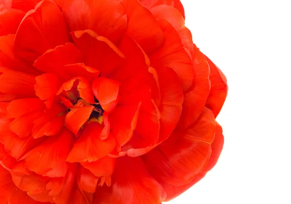 Frühlingsblume. Nahaufnahme von roter Tulpe — Stockfoto