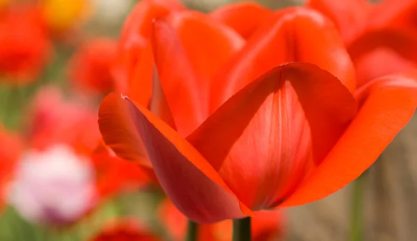 春天的花朵。红色郁金香芽的特写 — 图库照片
