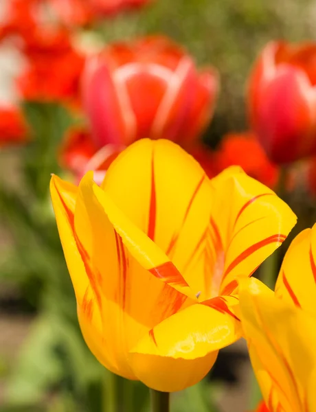 Тюльпаны в саду — стоковое фото