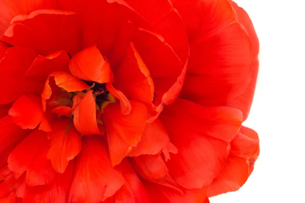 Nahaufnahme der roten Tulpe isoliert — Stockfoto